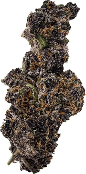 Thai Black Dog